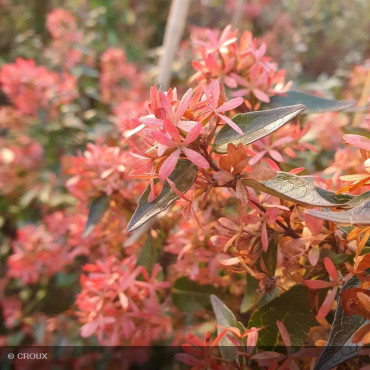 ABELIA x grandiflora 'Semperflorens'