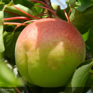 ABRICOTIER-PRUNUS...