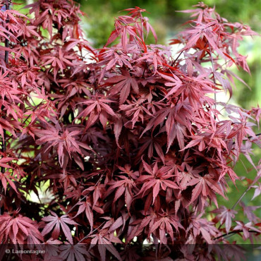 ACER palmatum 'Skeeters broom'