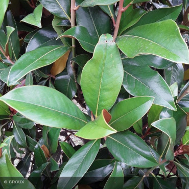MAGNOLIA grandiflora...