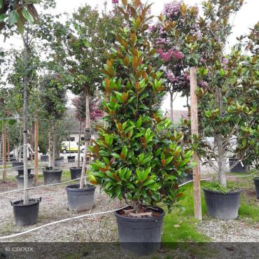 MAGNOLIA grandiflora 'Galissoniensis'