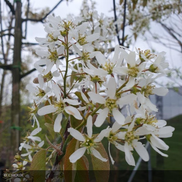 AMELANCHIER lamarckii