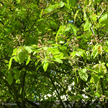 AMELANCHIER lamarckii