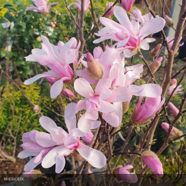MAGNOLIA x loebneri...