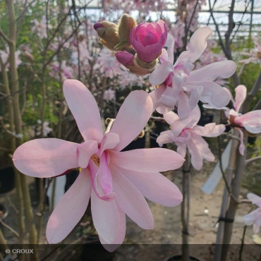 MAGNOLIA x loebneri 'Leonard Messel'