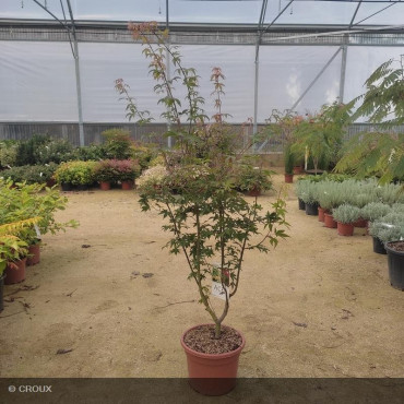 ACER palmatum 'Osakasuki'