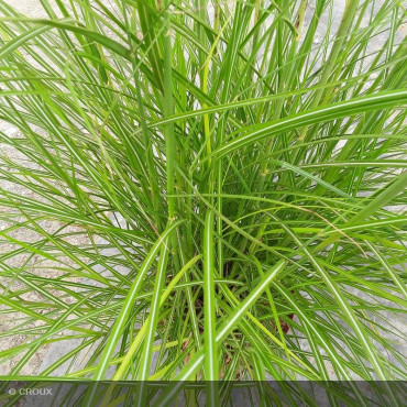 MISCANTHUS sinensis 'Red Chief'