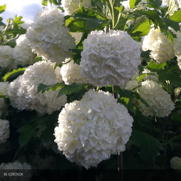 VIBURNUM opulus Roseum