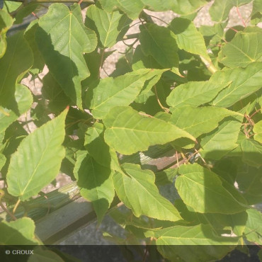 ACER davidii 'Viper®'