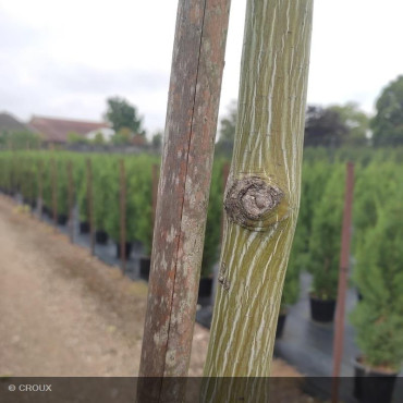 ACER davidii 'Viper®'