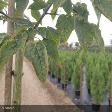 ACER davidii 'Viper®'