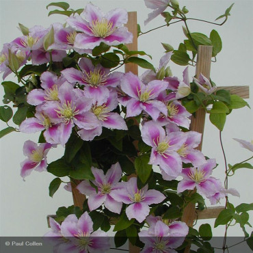 CLEMATIS x 'Piilu'