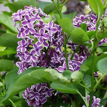 SYRINGA vulgaris 'Sensation'