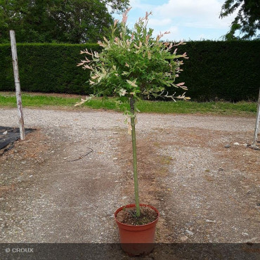 SALIX integra 'Hakuro Nishiki' Demi-Tige