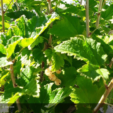GROSEILLIER - RIBES rubrum...