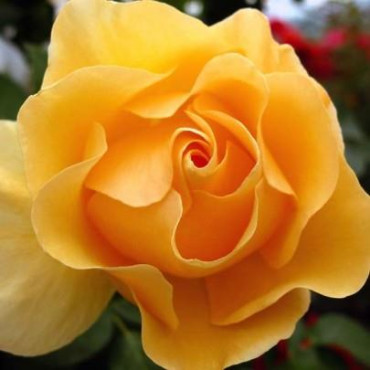 ROSIER buisson Eureka