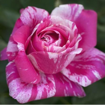 ROSIER grimpant Ines sastre