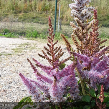 ASTILBE chinensis 'Pumila'