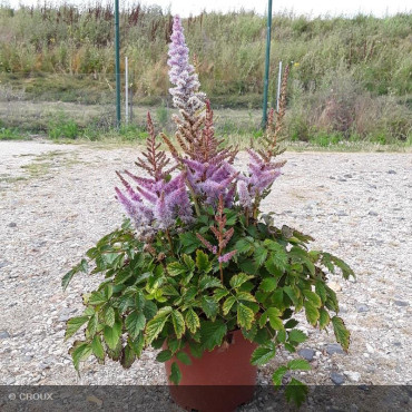 ASTILBE chinensis 'Pumila'