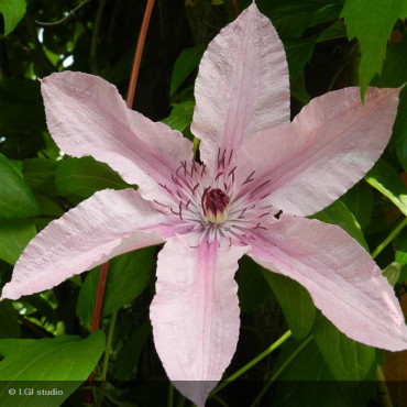 CLEMATIS x 'Hagley Hybrid'