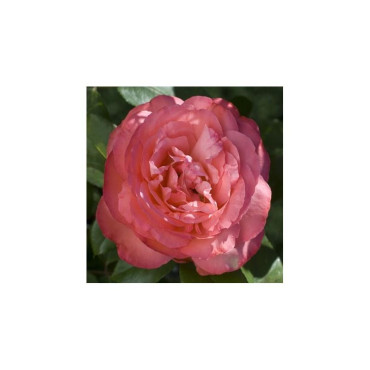 ROSIER buisson Panthère Rose®