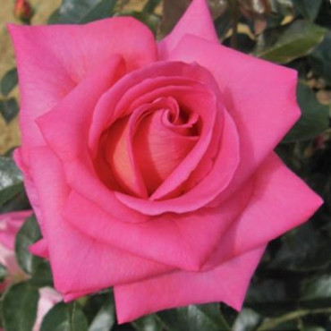 ROSIER buisson Parfum Royal®