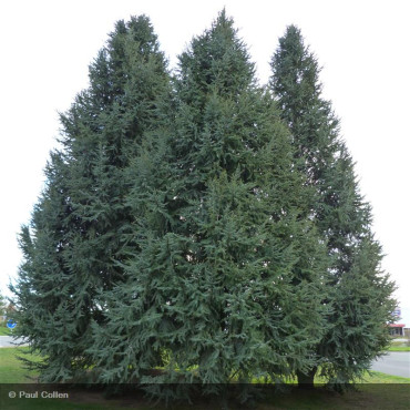 CEDRUS atlantica Glauca