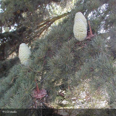 CEDRUS atlantica Glauca