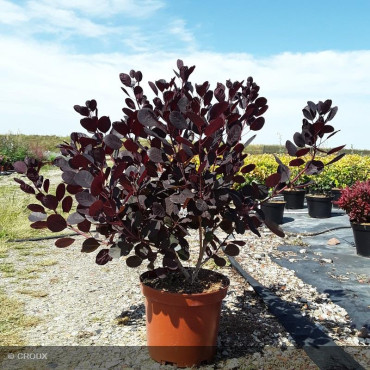 COTINUS coggygria 'Lilla®'