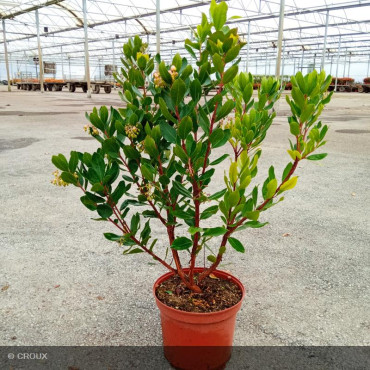 ARBUTUS unedo