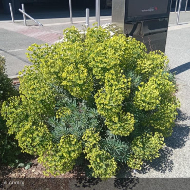 EUPHORBIA characias 'Wulfeni'
