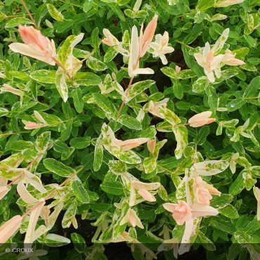 SALIX integra 'Hakuro Nishiki'