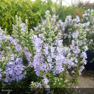 ROSMARINUS officinalis 'Pointe du raz'