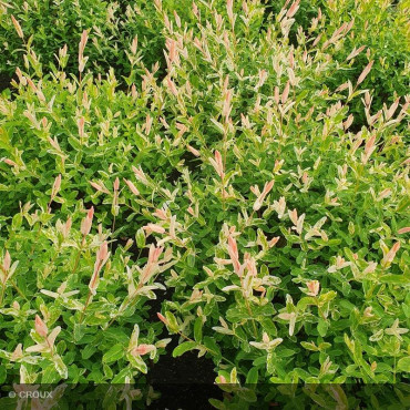 SALIX integra 'Hakuro Nishiki' Demi-Tige