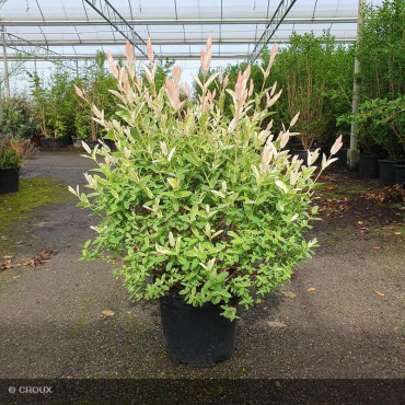 SALIX integra 'Hakuro Nishiki' Demi-Tige