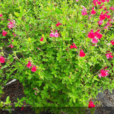SALVIA microphylla 'Grahamii Rouge'