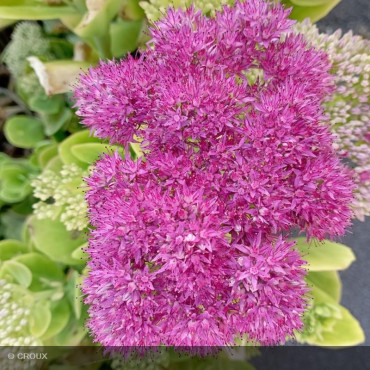 SEDUM spectabile 'Brillant'