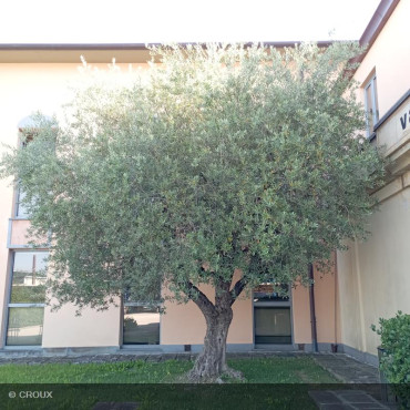 OLEA europea Tronc Centenaire