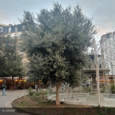 OLEA europea Tronc Centenaire