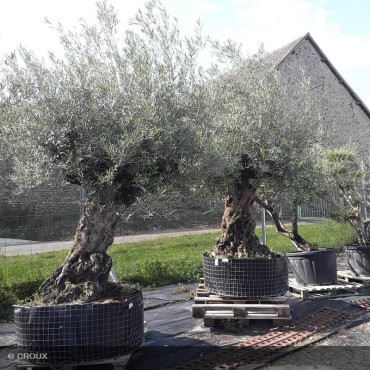 OLEA europea Tronc Centenaire