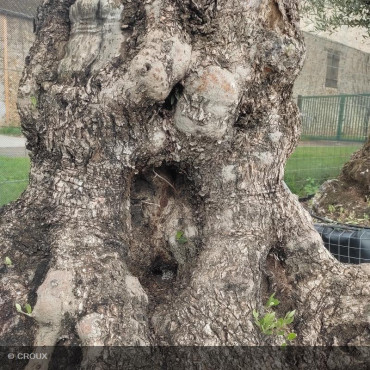 OLEA europea Tronc Centenaire
