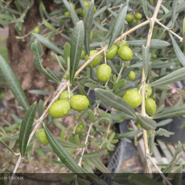 OLEA europea Tronc Centenaire
