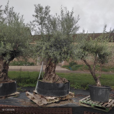 OLEA europea Tronc Centenaire