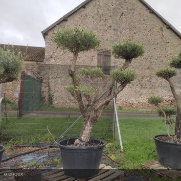 OLEA europea Bonsaï Plateau