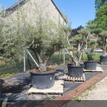 OLEA europea Bonsaï Plateau