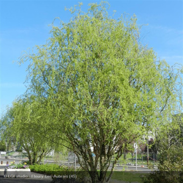 SALIX matsudana 'Tortuosa'