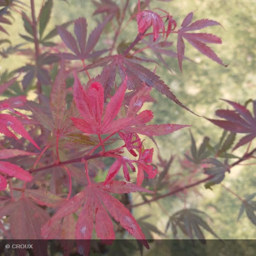 ACER palmatum 'Shaina'