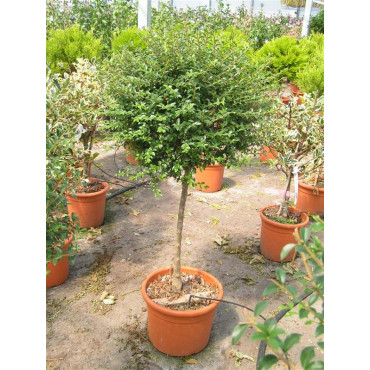 LIGUSTRUM jonandrum