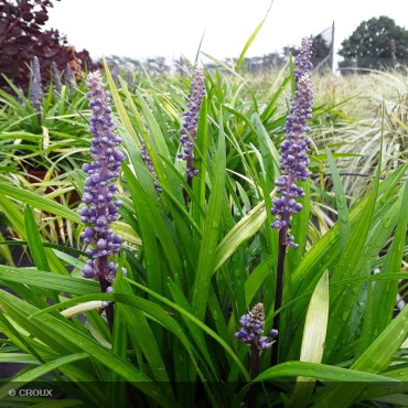 LIRIOPE muscari 'Big Blue'