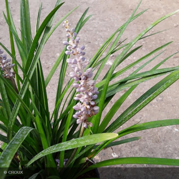 LIRIOPE muscari 'Big Blue'